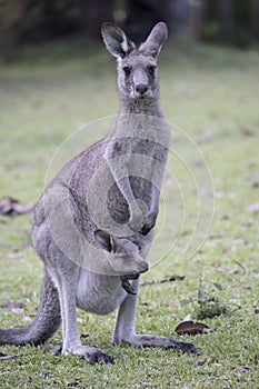 Eastern Grey Kangaroo