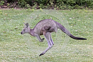 Eastern Grey Kangaroo