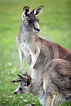 Eastern Grey Kangaroo