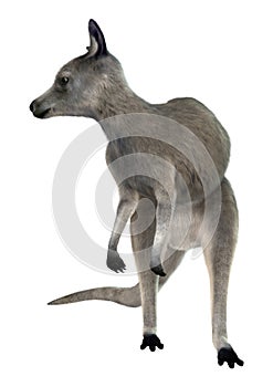 Eastern Grey Kangaroo