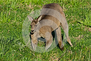 Eastern Grey Kangaroo