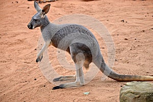 Eastern grey kangaroo