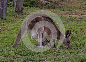 Eastern Grey Kangaroo