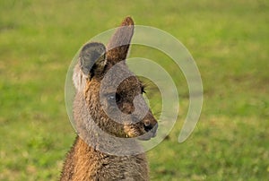 Eastern Grey Kangaroo