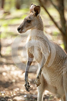 Eastern Grey Kangaroo