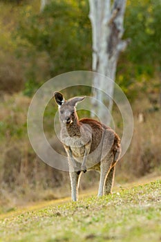 Eastern Grey Kangaroo in Australia