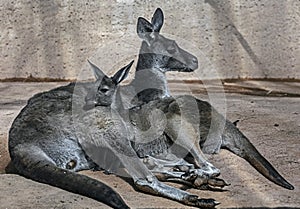 Eastern grey kangaroo couple 4