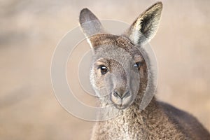 Eastern grey kangaroo detail