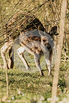 Eastern Grey Kangaroo with ears pricked and standing in the grazing fields of Eurobodalla National Park