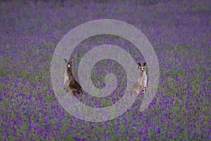 Eastern grey Kangaroo