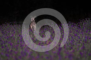 Eastern grey Kangaroo