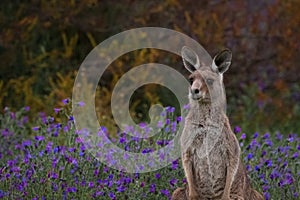 Eastern grey Kangaroo