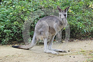 Eastern grey kangaroo