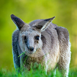 Eastern grey kangaroo enjoying an evening munch.