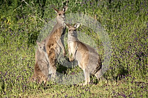 Eastern Grey Kangaroo Family