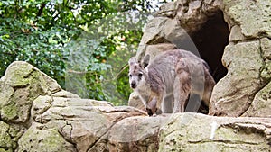 Eastern Grey Kangaroo, Featherdale Wildlife Park, NSW, Australia