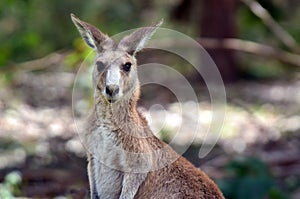 Eastern grey kangaroo female