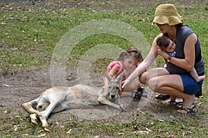 Eastern grey kangaroo female