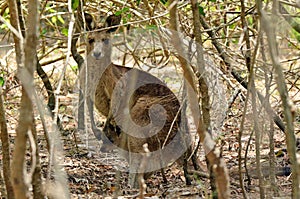 Eastern grey kangaroo female with her joey in Gold Coast Austral