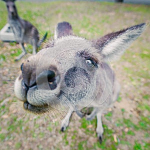 Eastern grey kangaroo in a funny pose.