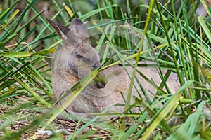 Nap time for this Eastern Grey Kangaroo photo