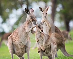 Eastern Grey Kangaroo Grooming Her Joey