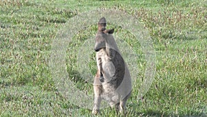 an eastern grey kangaroo joey scratching its ear at kosciuszko national park