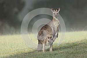 Eastern Grey Kangaroo with joey photo