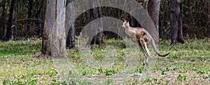 Eastern grey kangaroo jumps