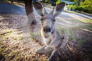 Eastern grey kangaroo, looking at you.