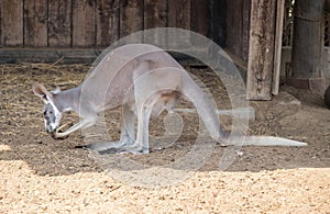 Eastern grey kangaroo Macropus giganteus