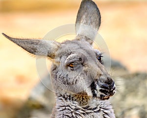 Eastern grey kangaroo Macropus giganteus