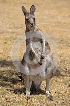 EASTERN GREY KANGAROO macropus giganteus