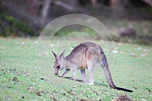 Eastern Grey Kangaroo (Macropus giganteus)