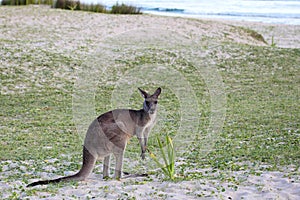 Eastern Grey Kangaroo (Macropus giganteus)