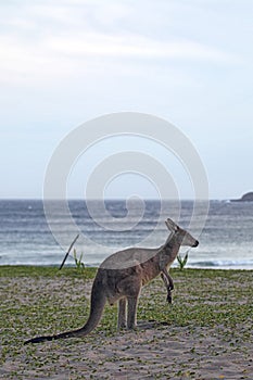 Eastern Grey Kangaroo (Macropus giganteus)