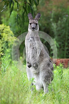 Eastern Grey Kangaroo (Macropus giganteus)