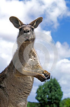 Eastern Grey Kangaroo, macropus giganteus, Adult with Funny Face, Australia