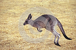 Eastern Grey Kangaroo, macropus giganteus, Adult running, Australia
