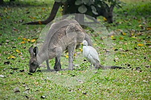 Eastern grey kangaroo (Macropus giganteus) along with Great egret inside the Kolkata zoo