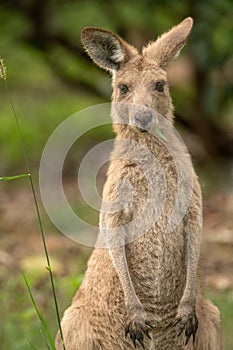 Eastern grey kangaroo (Macropus giganteus) eating grass photo