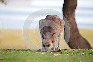 Eastern Grey Kangaroo (Macropus giganteus) photo