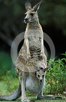 Eastern Grey Kangaroo, macropus giganteus, Female carrying Joey in its Pouch, Australia