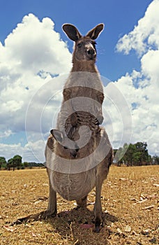 Eastern Grey Kangaroo, macropus giganteus, Female with Head of Joey emerging from Pouch, Australia