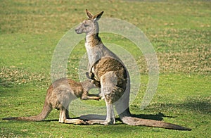 Eastern Grey Kangaroo, macropus giganteus, Female with Joey Suckling, Australia