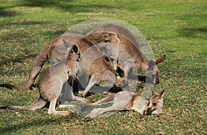 Eastern Grey Kangaroo, macropus giganteus, Females with Joey, Australia