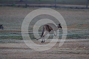 eastern grey kangaroo (Macropus giganteus) in the morning at the food intake ,Queensland ,Australia