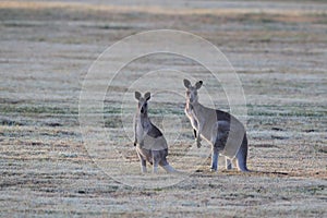 eastern grey kangaroo (Macropus giganteus) in the morning at the food intake ,Queensland ,Australia