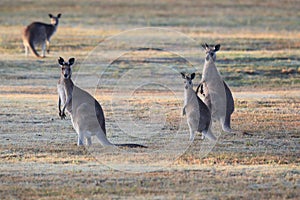 eastern grey kangaroo (Macropus giganteus) in the morning at the food intake ,Queensland ,Australia