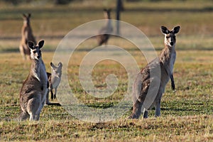 eastern grey kangaroo (Macropus giganteus) in the morning at the food intake ,Queensland ,Australia